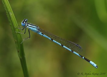 Enallagma durum, male